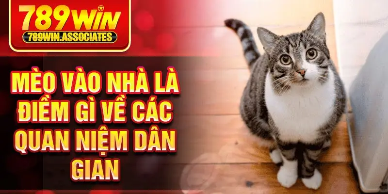 Mèo Vào Nhà Là Điềm Gì? Giải Mã Những Ý Nghĩa Phong Thủy 2 Mèo vào nhà là điềm gì về các quan niệm dân gian